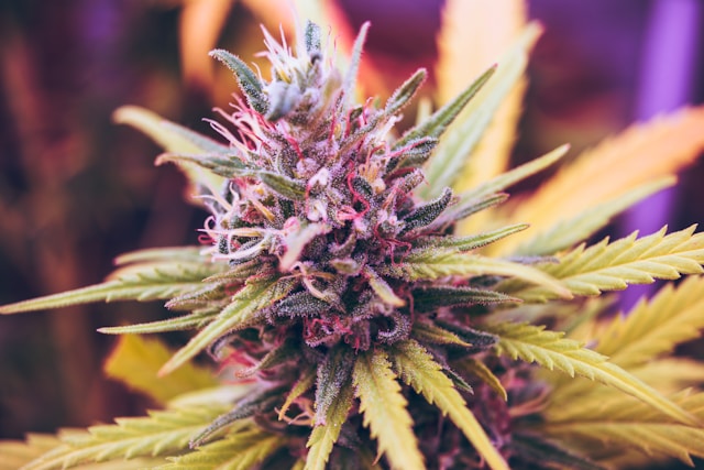 What Is Whole Flower? Whole-Flower Vaping Explained | Omura – Omura UK